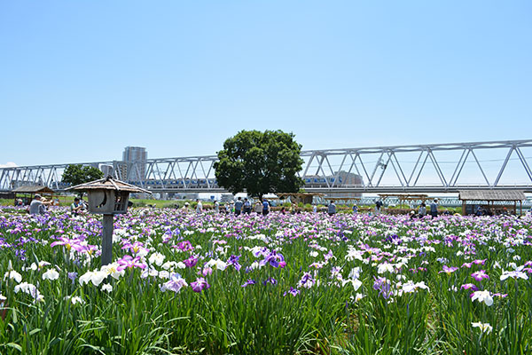 小岩菖蒲園