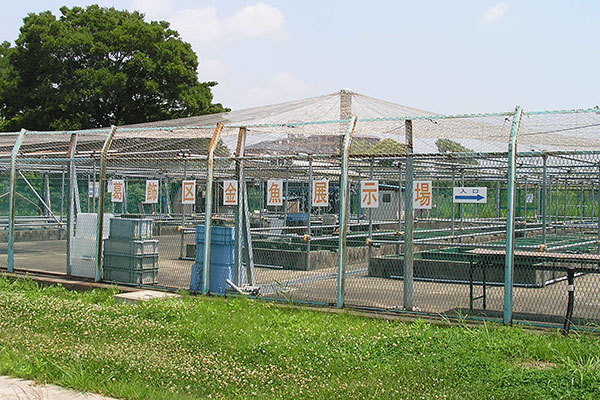 葛飾区金魚展示場(水元公園内)