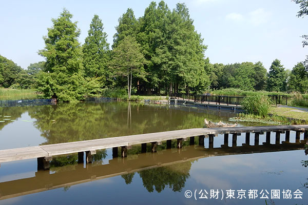 水生植物園(水元公園内)